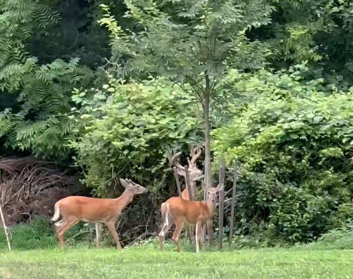 ShariHuz's tweet photo. @oliverhenry In my daughter's backyard in PA. https://t.co/U9hnZihq8y