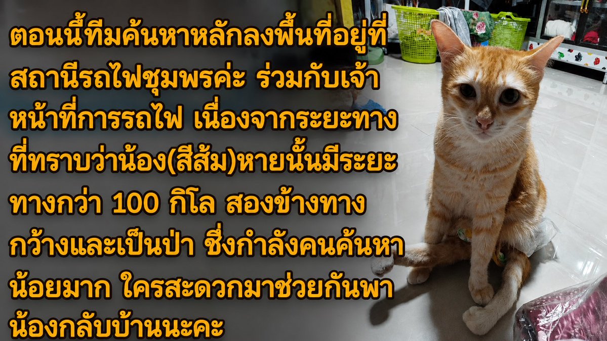 Donaldae's tweet photo. #บน ถ้าน้องกับเจ้าของได้เจอกันอย่างปลอดภัย จะไม่กินเนื้อสัตว์ 3 วันครับ 

อัพเดทล่าสุดจากทีมค้นหาน้อง #สีส้ม ที่ใต้ 
ขอให้หาน้องเจอนะครับ 🙏🏻🥹
#แมวหาย #แมวพิการ #สีส้ม #รถไฟ https://t.co/qrik2gCJaO