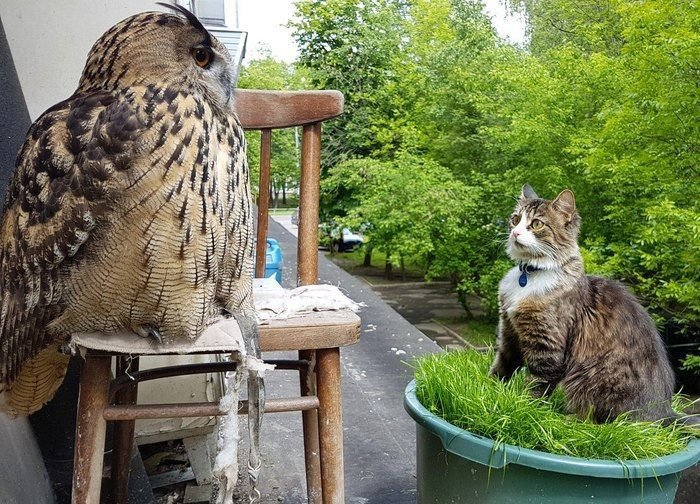 owltwting's tweet photo. https://t.co/QQaI57jQUc