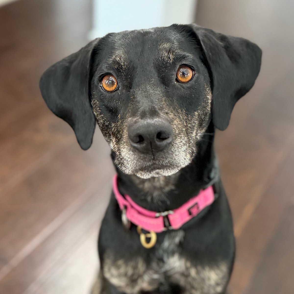 Penny_Lane_Pup tweet picture
