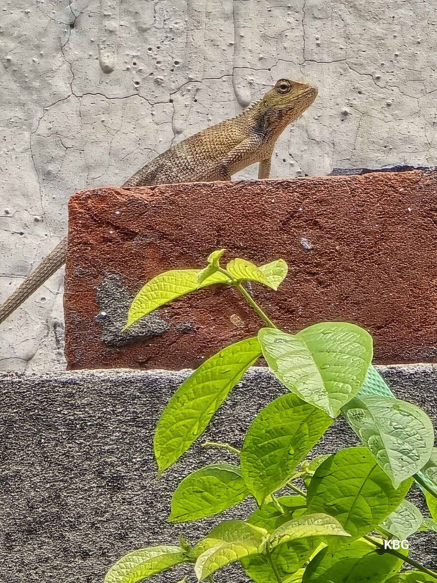 red_2b's tweet photo. अब इसको भी राम मंदिर जाना हैं 😄😄#गिरगिट https://t.co/wgRUzkFsWf