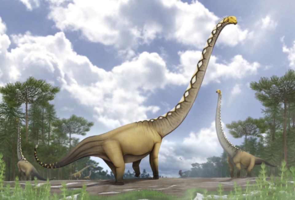 yyN_Zutl's tweet photo. มาแล้ววว ไดโนเสาร์ตัวที่ 15 ของประเทศไทยค้าบบ Uragasaurus kalasinensis~ น้องตัวนี้เจอที่ภูน้อย กาฬสินธุ์ค่าาา เป็นไดโนเสาร์กลุ่มมาเมนชิซอรัส คอยาวๆเลยละ!! 
Ref: https://t.co/BoGGaKLrF6 https://t.co/CmRcxo4jRx