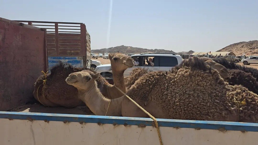 ALyemennow's tweet photo. ٢٤ قعوداً من قبائل مراد تصل ضيافةً إلى مطارح الكرامة في الريان بصحراء الجوف.

ونِعْمَ بمراد... قبيلةً إذا حضرت حضرت معها الشجاعة والشهامة والوفاء والكرم. https://t.co/ixqCipSAzk