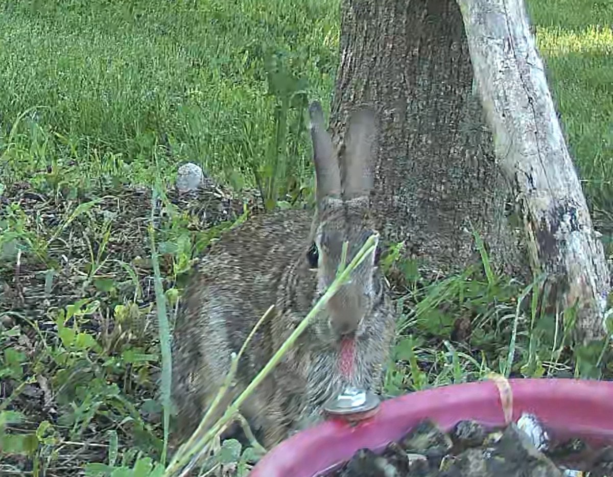 UGDoC074's tweet photo. Local rabbit enjoying crimson clover in the flowers this morning. This clover provides nutritious forage for wildlife, helps the soil and supports pollinators.
#CrimsonClover #PollinatorGarden #Wildlife #SoilHealth #NativeWildlife #KentuckyGarden https://t.co/302JOcGCxc