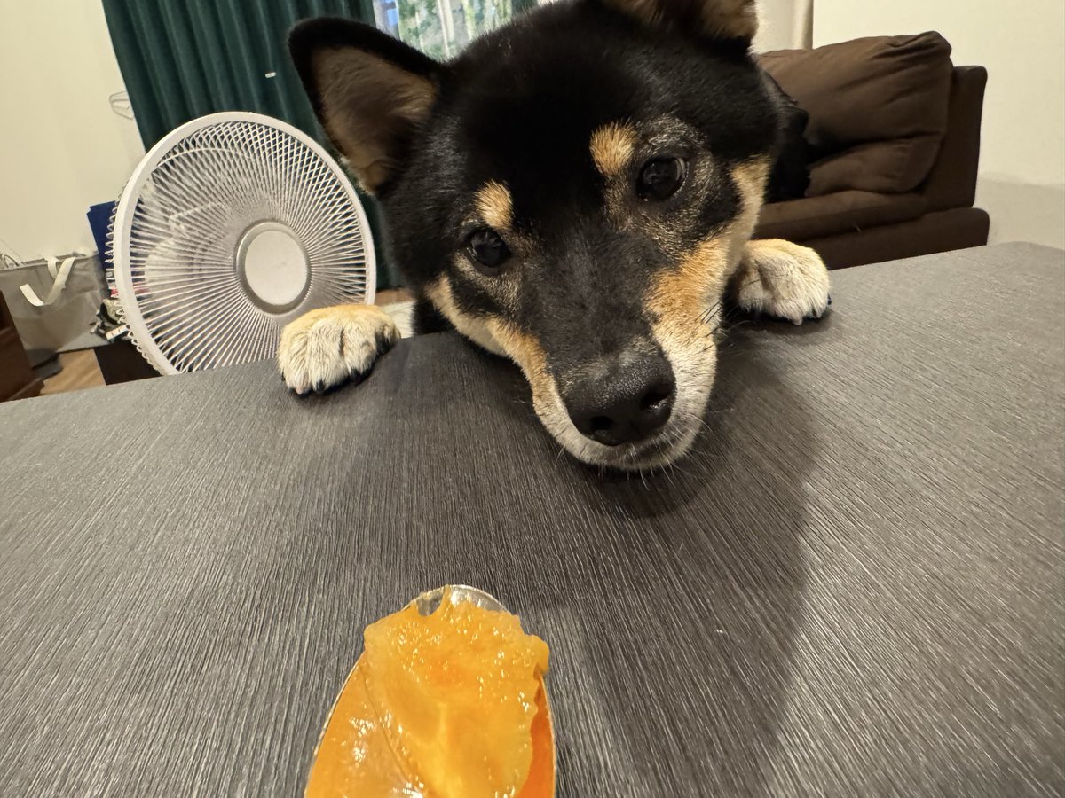 okogenox's tweet photo. こちらはメロンを見つめる犬です https://t.co/tQ0RQ6ZvEg