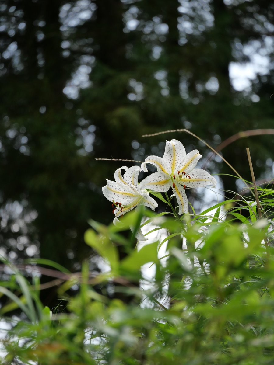 gone_jogging's tweet photo. #一生楽走

妻ラン　ヤマユリ植栽地探訪　17㎞

川崎市麻生区にある二か所のヤマユリ植栽地を訪ねた

王禅寺すぎのき緑地ではヤマユリに会えたが、梨子ノ木緑地では植栽地の入口を見つけたが踏み込んで探すも植栽地を確認できず残念

＜全部の写真と日記はブログで＞
https://t.co/VEp6mv0Z8y https://t.co/oWKp4NfsP2