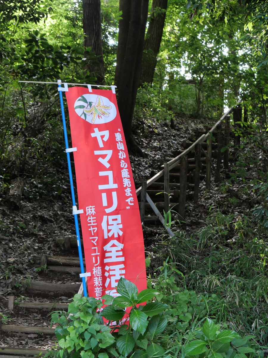 gone_jogging's tweet photo. #一生楽走

妻ラン　ヤマユリ植栽地探訪　17㎞

川崎市麻生区にある二か所のヤマユリ植栽地を訪ねた

王禅寺すぎのき緑地ではヤマユリに会えたが、梨子ノ木緑地では植栽地の入口を見つけたが踏み込んで探すも植栽地を確認できず残念

＜全部の写真と日記はブログで＞
https://t.co/VEp6mv0Z8y https://t.co/oWKp4NfsP2