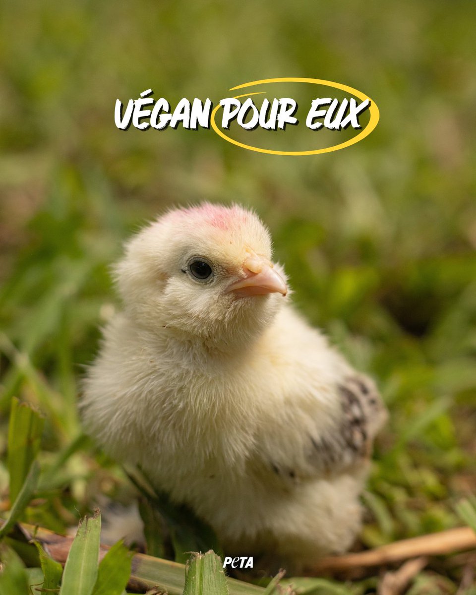 PETA_France's tweet photo. Votre repas leur a coûté la vie. Les qualifier de « nourriture » n'efface pas QUI ils sont. #govegan https://t.co/P2s6DBdmdC