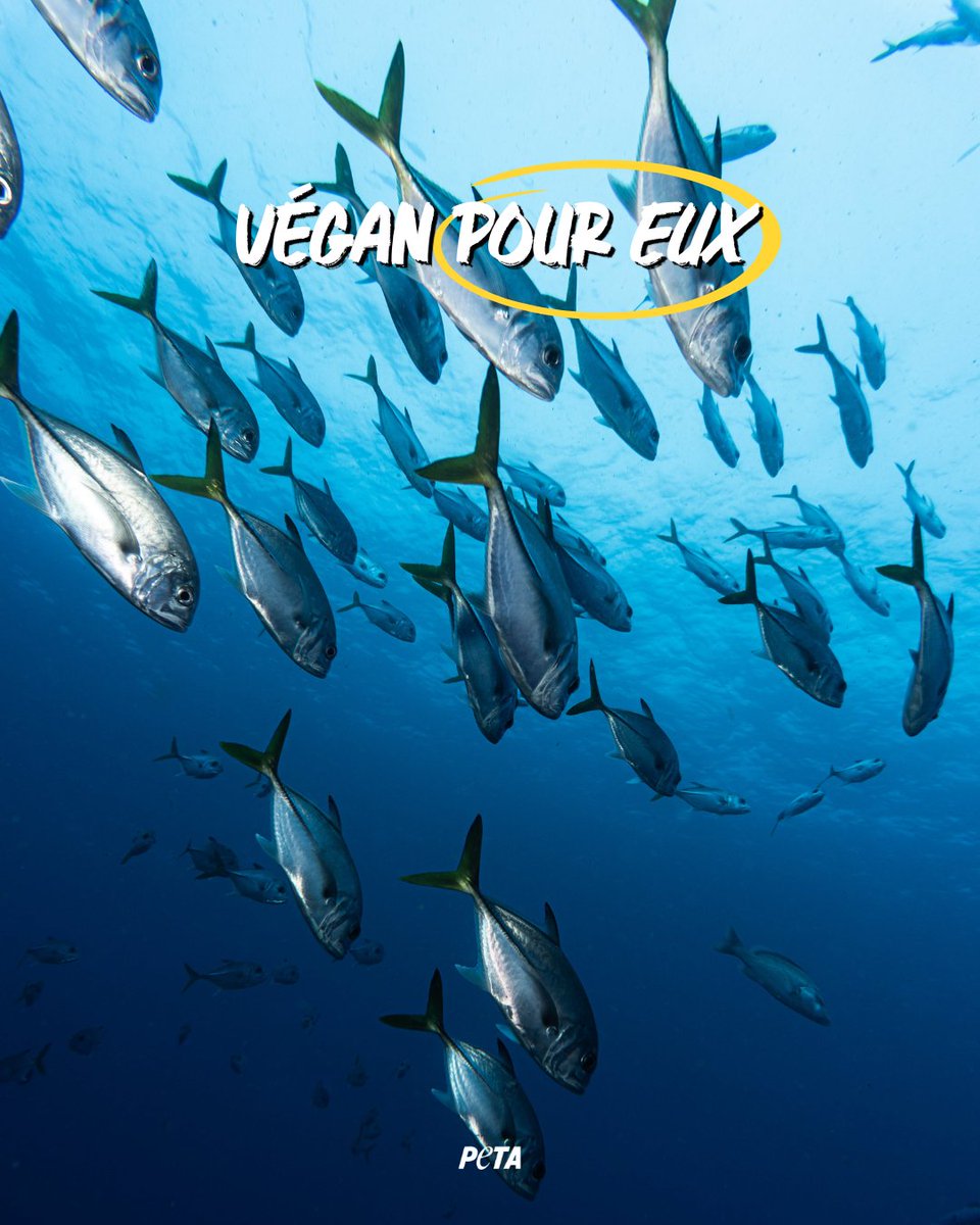 PETA_France's tweet photo. Votre repas leur a coûté la vie. Les qualifier de « nourriture » n'efface pas QUI ils sont. #govegan https://t.co/P2s6DBdmdC
