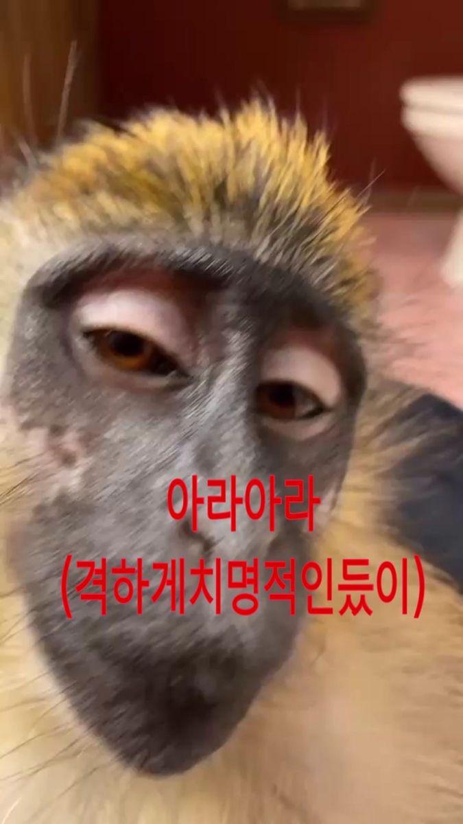 globalbamti_'s tweet photo. #트친소_𝕏친소  #일상계_𝕏친소 #정병계_𝕏친소 
아심심한데새로웅ㄴ인연업나~?ㅋ.ㅋ https://t.co/cRPDPyghsO
