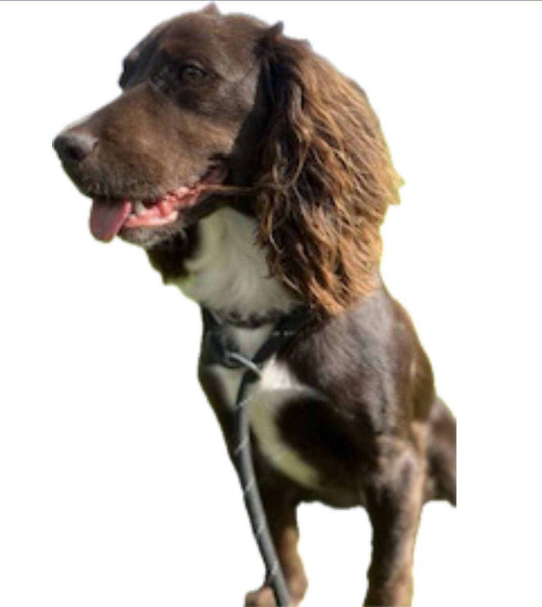 rosieDoc2's tweet photo. Stolen female #cockerspaniel
DEIA
#Ecchinswell, #Newbury, #Hampshire, #RG20
19/05/26
https://t.co/0xik9oLQbX
, by a group of lads on #motocross bikes. Please contact Bill 07444405676 if you have any info on her whereabouts
❌SHE WILL BE TERRIFIED❌
Pls bring her home https://t.co/jLNciHWCSA