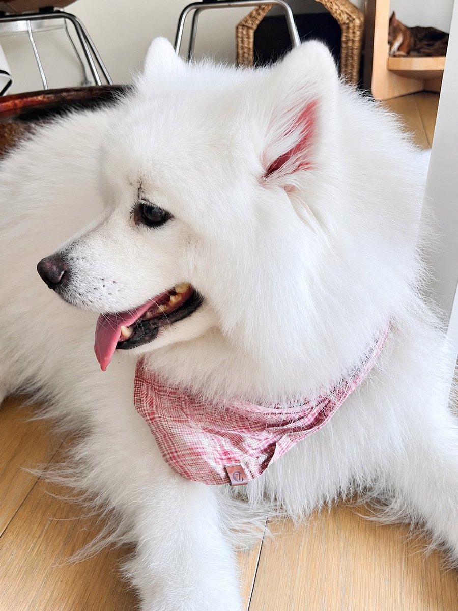 rame_shen's tweet photo. My sweet little Shatoosh.❤️❤️❤️ https://t.co/0IE3Lmguqe