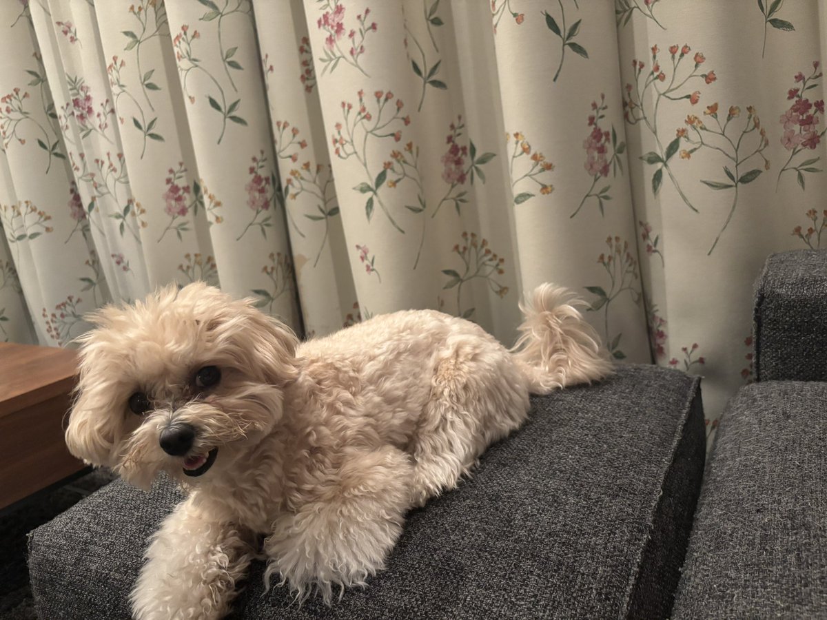 0907miso's tweet photo. にっこりぼさぼさみそくん https://t.co/6lAFxUK2t2