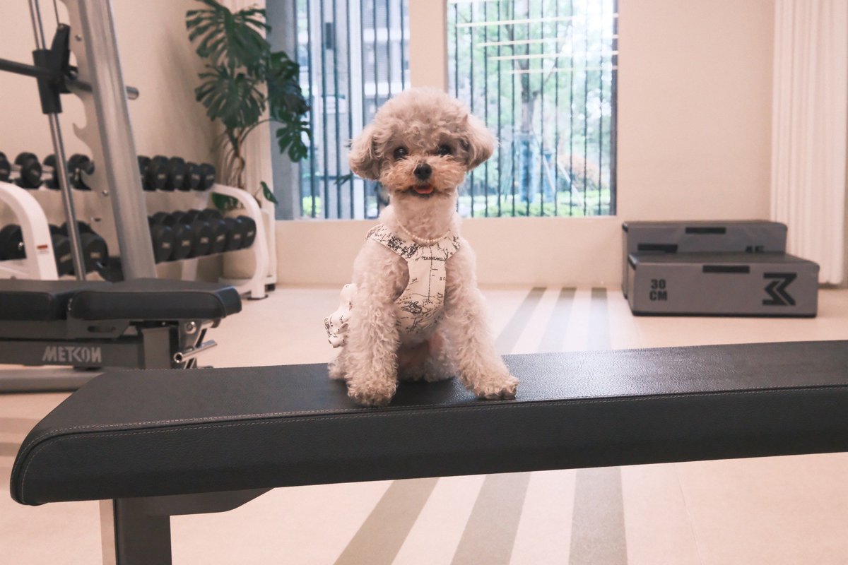 IlonaStockli's tweet photo. Puppy update: My tiny furball now tackles my shoelaces like a champion!  Day 3 of turning my apartment into his obstacle course—success (he hasn’t chewed the couch… yet) https://t.co/X3Q7dv82Nj
