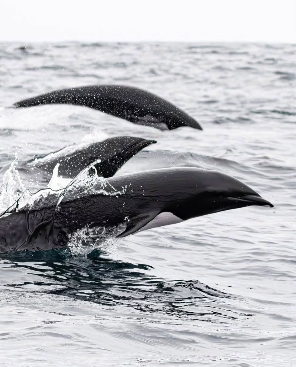 ibrahim_r143's tweet photo. Nature's own fighter jets 🐬💨
#DolphinsOfInstagram #OceanMagic #WildlifePhotography #DuskyDolphin #NatureLovers #MarineLife #OceanLife #WildlifeWonders #EarthCapture #PlanetEarth #NaturePhotography #AnimalKingdom #ExploreTheOcean #ViralNature #FYP #NaturePhotography #WildlifeOnEarth #OceanConservation #Nature #WildAnimals #DadaFirstLook