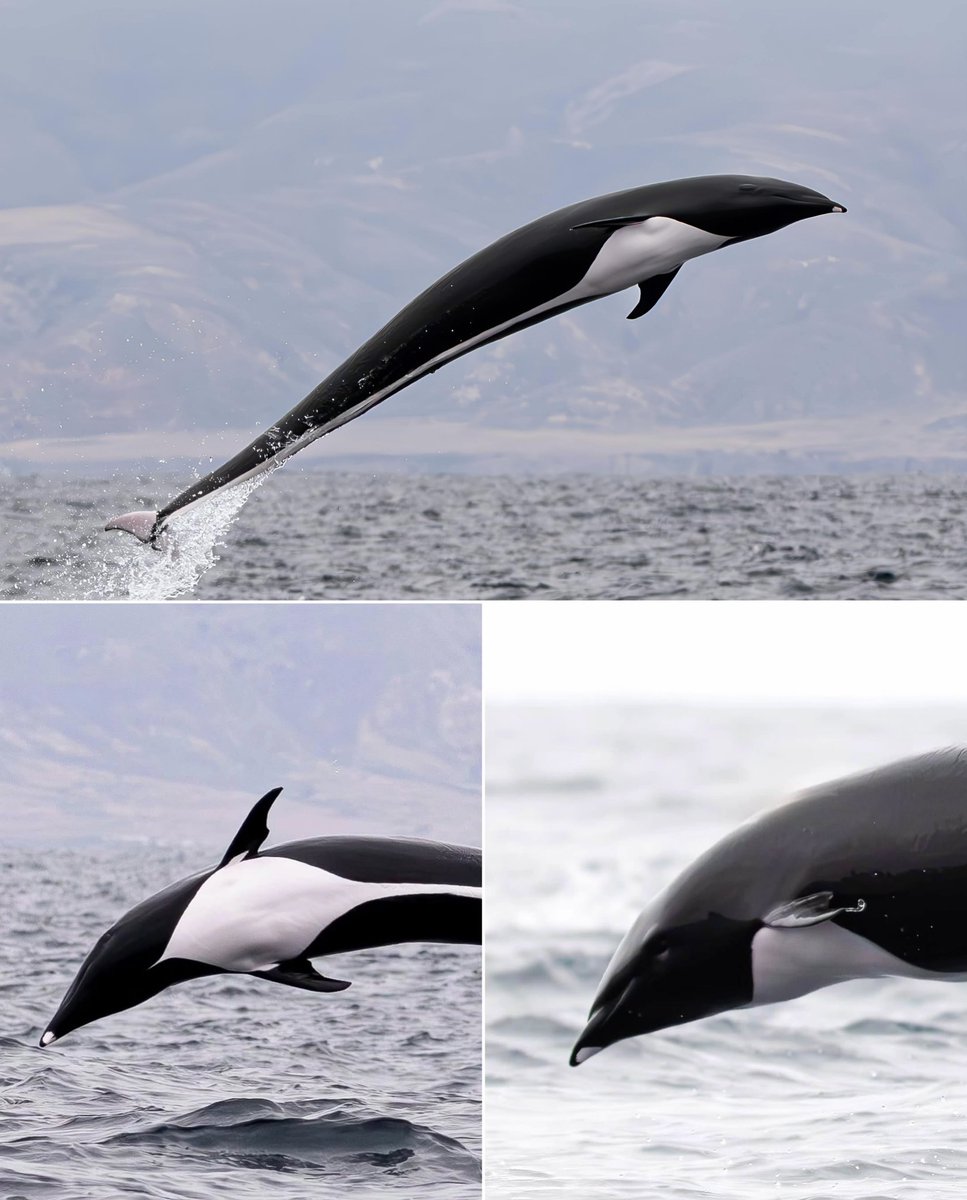 ibrahim_r143's tweet photo. Nature's own fighter jets 🐬💨
#DolphinsOfInstagram #OceanMagic #WildlifePhotography #DuskyDolphin #NatureLovers #MarineLife #OceanLife #WildlifeWonders #EarthCapture #PlanetEarth #NaturePhotography #AnimalKingdom #ExploreTheOcean #ViralNature #FYP #NaturePhotography #WildlifeOnEarth #OceanConservation #Nature #WildAnimals #DadaFirstLook