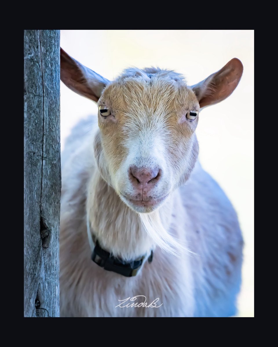 LSBofEBB's tweet photo. Portrait of Friend
I spent some time petting and scratching this cutie who was the only goat in the paddock. It came right over the me for some attention. Makes us friends in my book ๐.
#godscreatures #portrait #goat #makingfriends #farmanimals #RhodeIsland #photographer https://t.co/fqx3OHA2bI