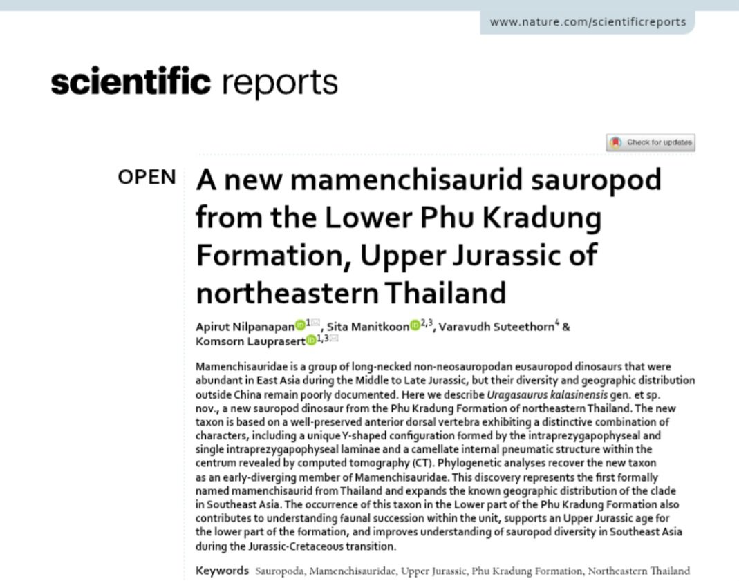 Mindtern's tweet photo. ไดโนเสาร์ชนิดที่ 15 ของไทยตีพิมพ์แล้วค่ะ🎉🎉🎉 Uragasaurus kalasinensis เป็นไดโนเสาร์คอยาวกลุ่มมาเมนชิซอริดส์ จากหมวดหินภูกระดึง จ.กาฬสินธุ์ของไทยค่าา (อายุแก่กว่านาคาไททัน แต่เป็นกลุ่มคอยาวเหมือนกันคับ) ยินดีกับทีมนักวิจัยไทยด้วยค้าบบ https://t.co/aWF5eEuiw4