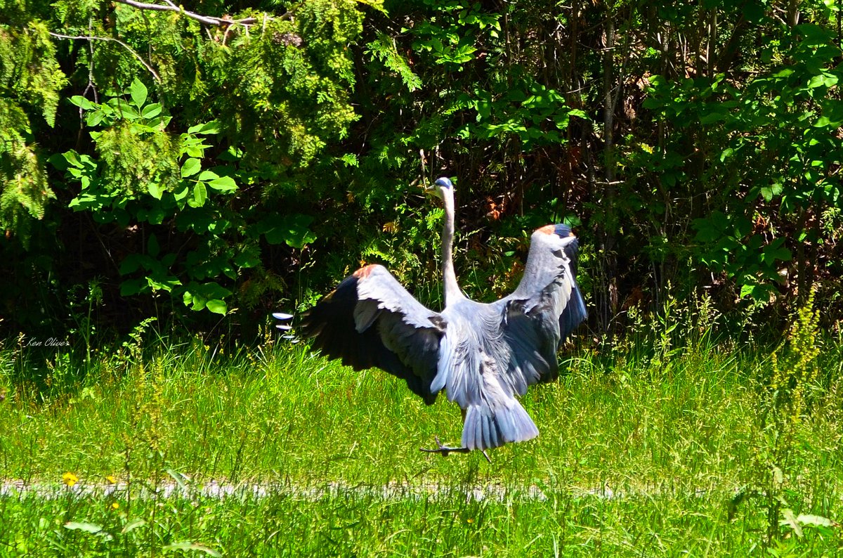 ptbo_scapes's tweet photo. Touchdown Time: The Majestic Great Blue Heron in Action!
The great blue heron swoops gracefully through the air, its long legs extended and poised for a perfect landing! 

©Ken Oliver https://t.co/eCQ338A1XT