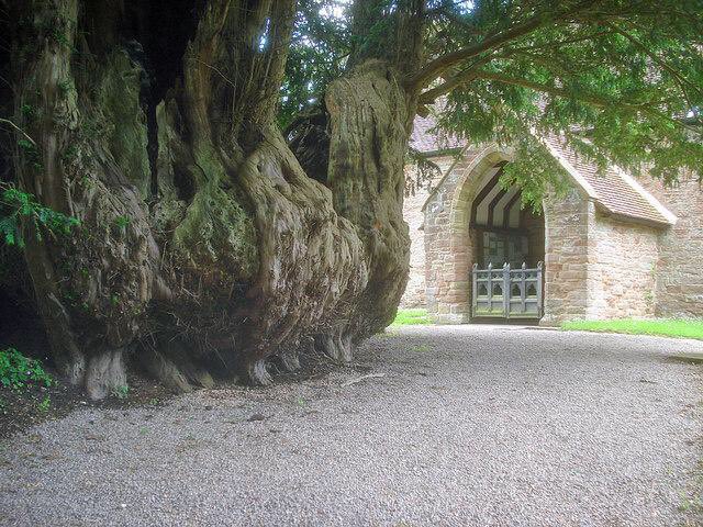 TheKentAcorn's tweet photo. There have been 65 Kings &amp; Queens of all England since Aethelstan became the 1st recognised monarch in the year 927 (let the arguments begin 🤴)

This tree hasn’t just witnessed all of them, it was born up to 2,000 years BEFORE Aethelstan 

The Linton Yew, Herefordshire https://t.co/mB4Rg2rOP9