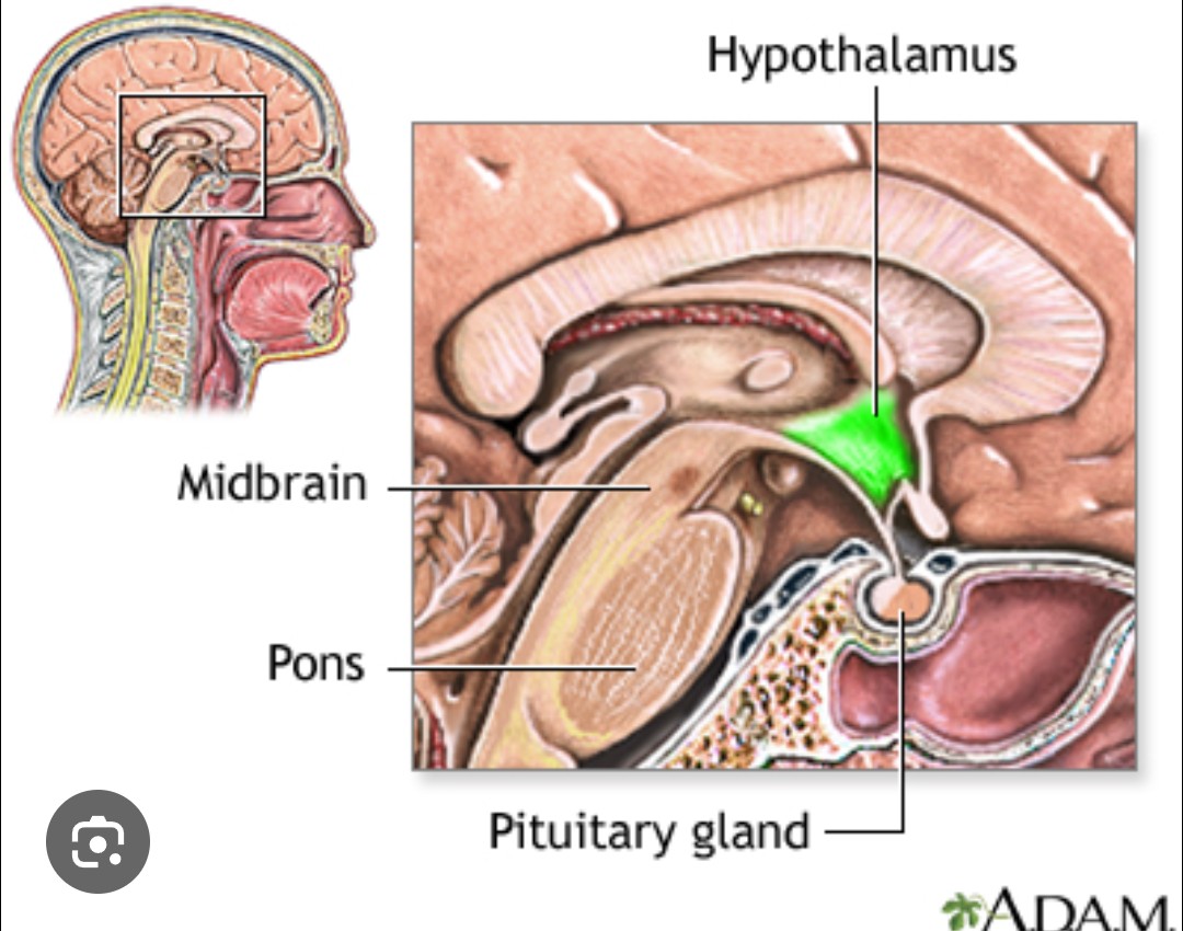 krystallineaura's tweet photo. Your hypothalamus, pituitary gland, and brain stem are receiving light activations now. From the source of light your biology is made from! This surge can cause headaches, thirst, increased heart rate, regulates hormones and body temperature. It's the brain's command center. Calming your mind and nervous system will provide well! Breathwork, meditation and stillness help calm the endocrine system when it gets heightened. Lucid dreams, heart expansion, vivid dreams are also happening now. The planet has been shaking since Sunday with this same light activation and it's what is given to earthquakes. Empaths feel it prior and during. Earthing and grounding help those that are sensitive to feeling geomagnetic and geophysical changes. Feeling is a psychic ability just as the first five senses are and your sixth sense is increasing now!