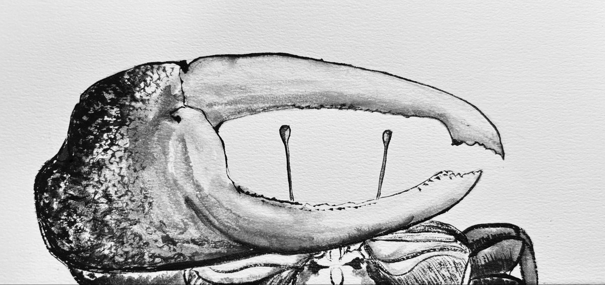 senzyu3's tweet photo. 「あいつ。ワシより強くねー？」
 #イラスト #墨絵 #カニ #シオマネキ
 #絵描きさんと繋がりたい https://t.co/ZShRa869Ie