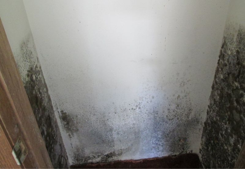 AmHometown's tweet photo. When🦠mold appears, many property owners wonder whether they should tackle the problem themselves.👉Click here to learn why this is a bad idea and instead you should hire a professional mold remediation company: https://t.co/uG5cqV11ww https://t.co/jLJwO7bNJD