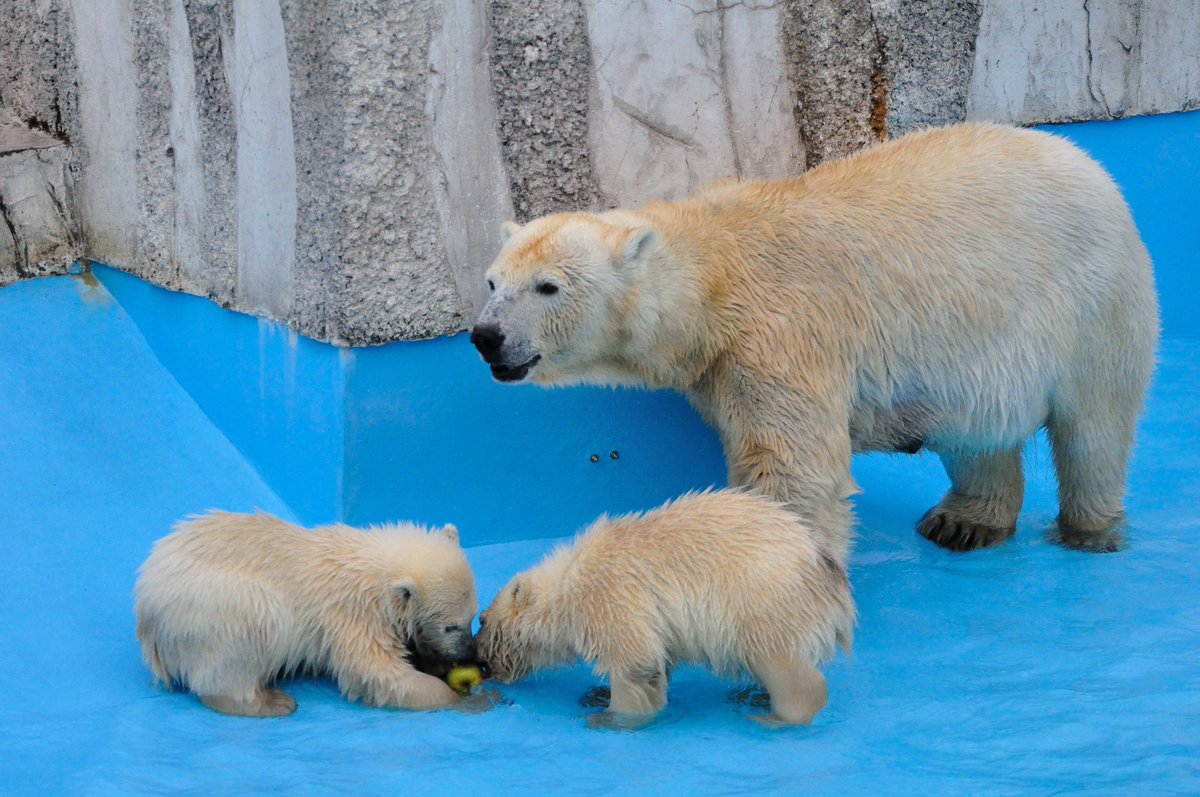 Cheriopolarbear's tweet photo. 懐かしいシリーズ🐻‍❄️💕
ポロロとマルルがまだ泳げなかった頃の写真。プールの水が浅く入れられていた頃。
🍎を投入して自然とプールの中で遊ぶことに慣れさせてくれていました。

撮影　2013年　札幌市円山動物園 https://t.co/THzes2YBtu