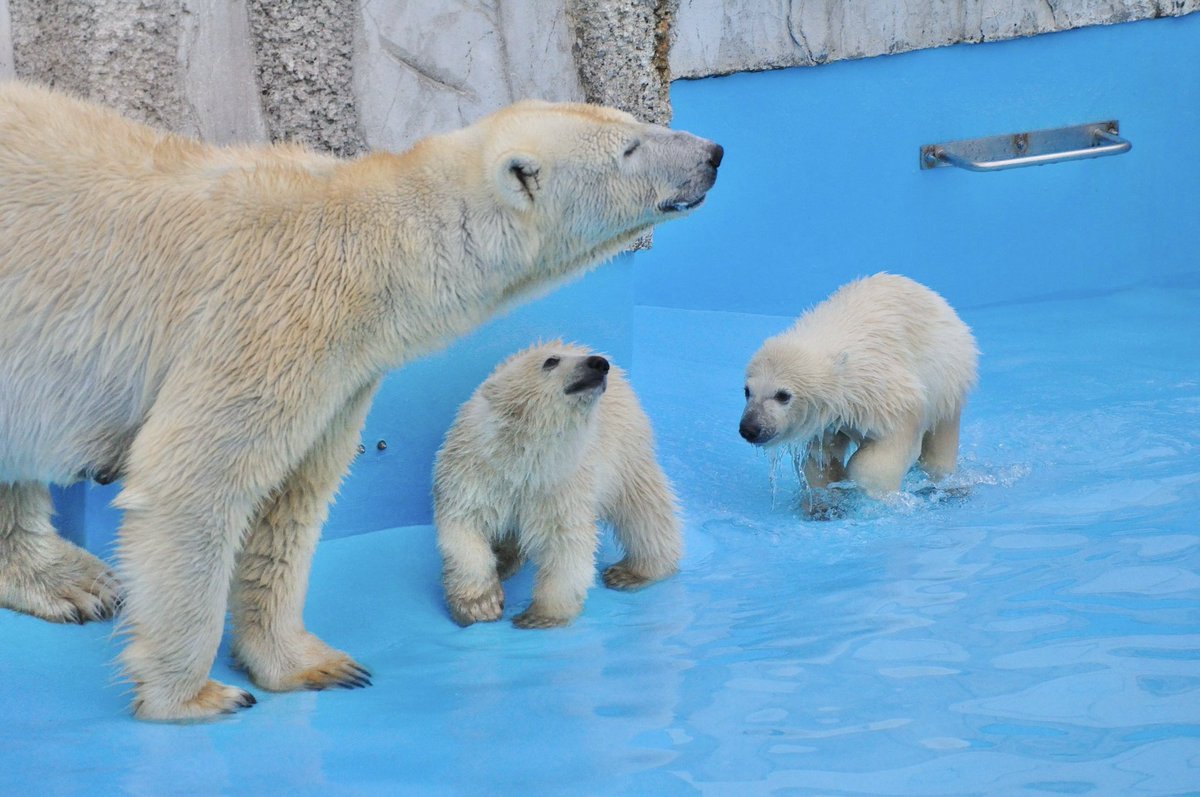 Cheriopolarbear's tweet photo. 懐かしいシリーズ🐻‍❄️💕
ポロロとマルルがまだ泳げなかった頃の写真。プールの水が浅く入れられていた頃。
🍎を投入して自然とプールの中で遊ぶことに慣れさせてくれていました。

撮影　2013年　札幌市円山動物園 https://t.co/THzes2YBtu