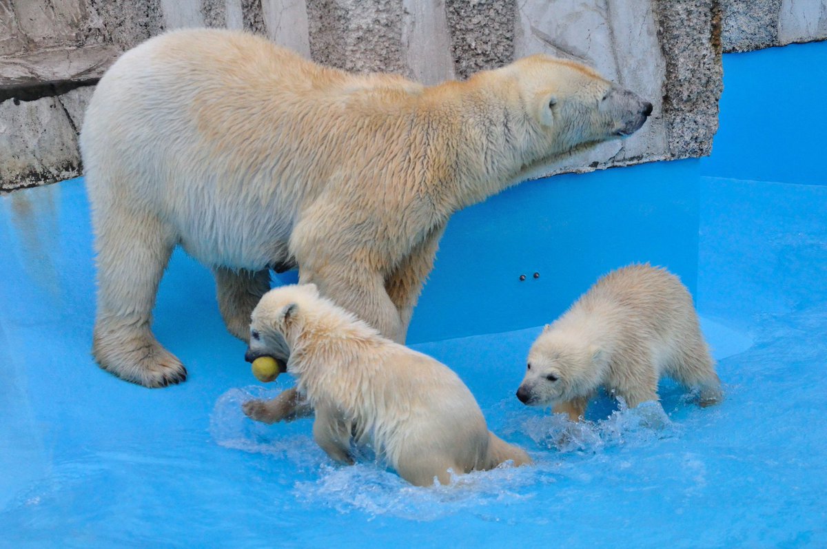 Cheriopolarbear's tweet photo. 懐かしいシリーズ🐻‍❄️💕
ポロロとマルルがまだ泳げなかった頃の写真。プールの水が浅く入れられていた頃。
🍎を投入して自然とプールの中で遊ぶことに慣れさせてくれていました。

撮影　2013年　札幌市円山動物園 https://t.co/THzes2YBtu