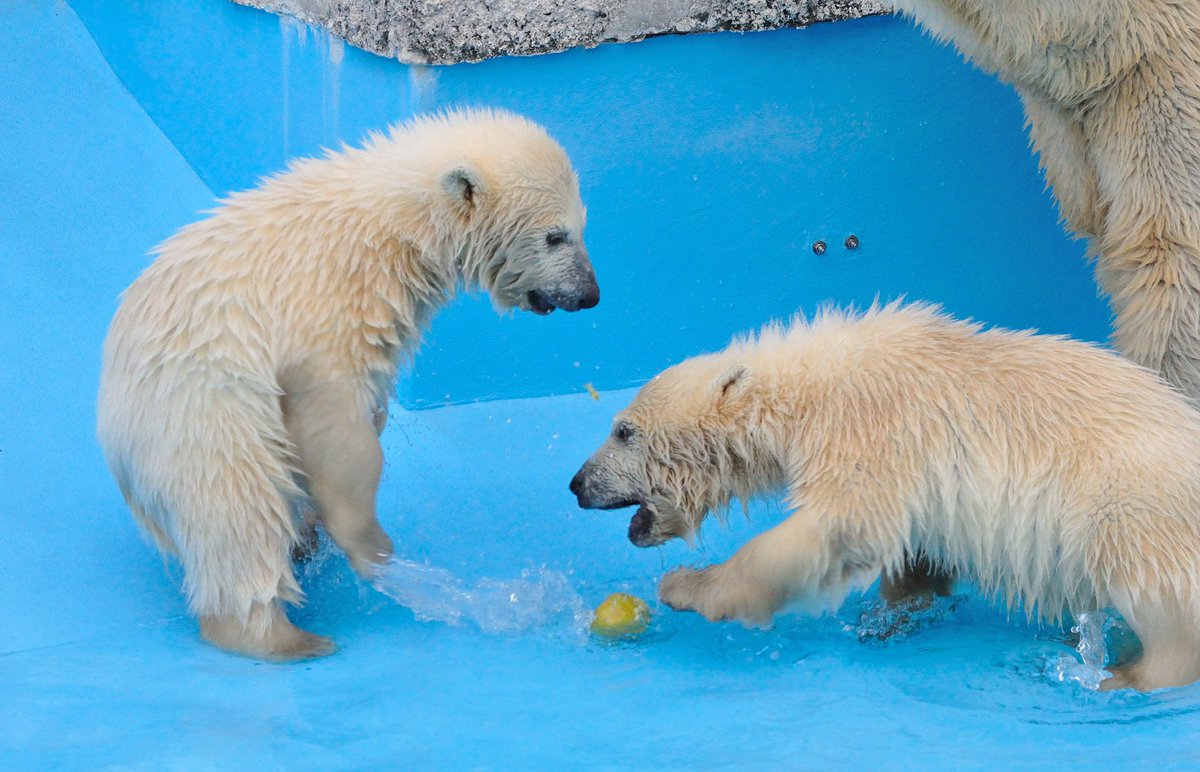 Cheriopolarbear's tweet photo. 懐かしいシリーズ🐻‍❄️💕
ポロロとマルルがまだ泳げなかった頃の写真。プールの水が浅く入れられていた頃。
🍎を投入して自然とプールの中で遊ぶことに慣れさせてくれていました。

撮影　2013年　札幌市円山動物園 https://t.co/THzes2YBtu