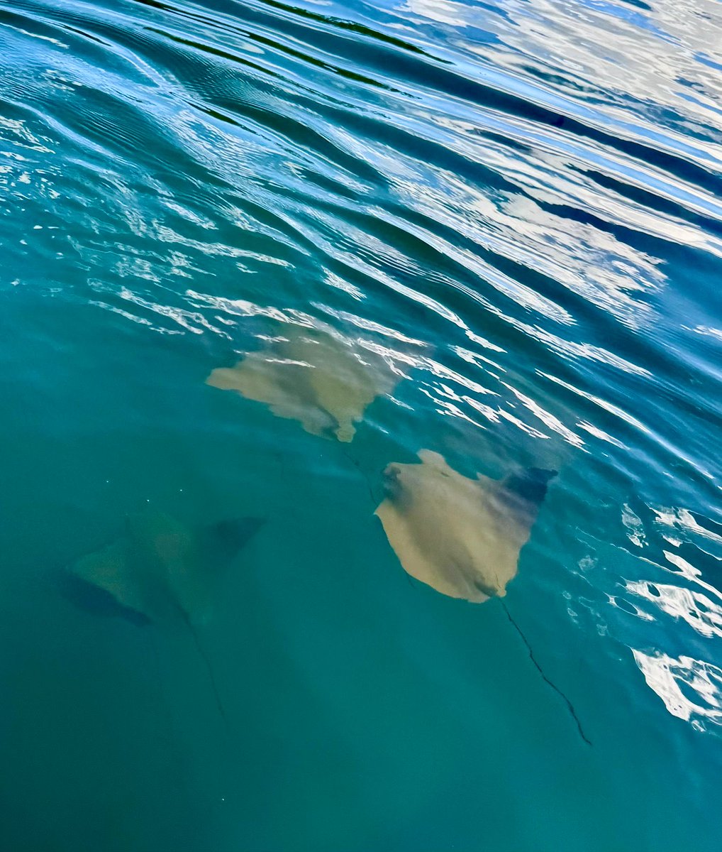 TereRodriguezTV's tweet photo. Underwater snorkeling videos from the group that I have to share! #galapagos #silverorigin @Silversea cruise - thanks to everyone for sharing these amazing images of a shark, marine iguana, rays & turtles. https://t.co/Iqt5v6jw2J