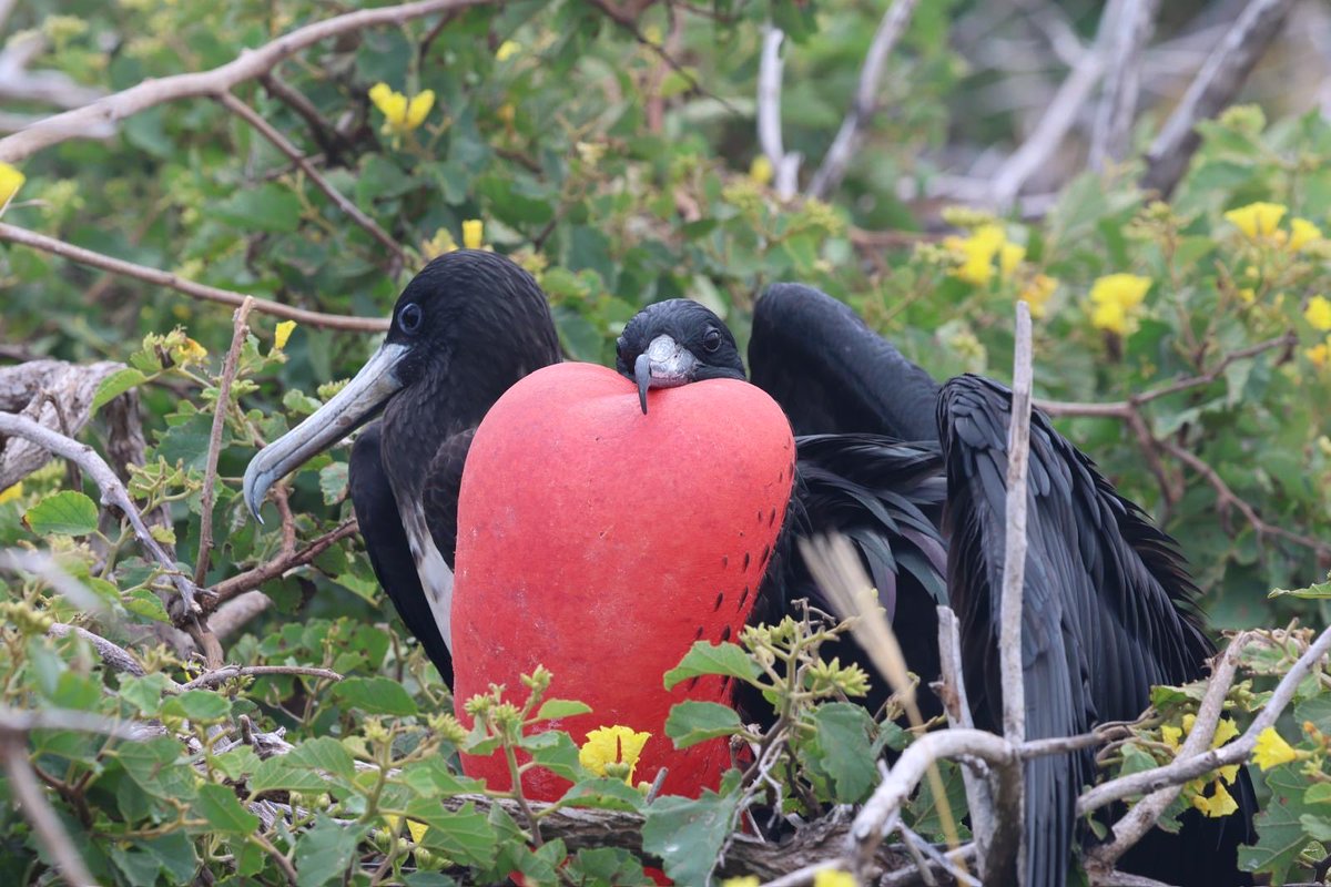 TereRodriguezTV's tweet photo. More photos from our @Silversea #Galapagos friends on the land excursions - frigate birds showing their inflated red throat pouches as they look for a female, a red footed Booby & two blue footed boobies mating! What an unforgettable experience. #nature #birds #SilverOrigin https://t.co/iILAIj0dsp
