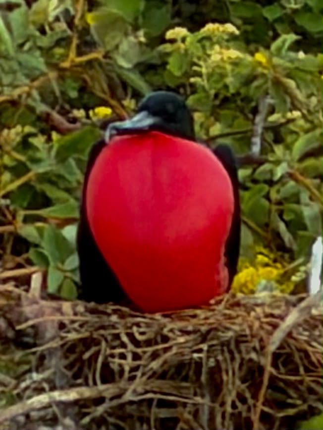TereRodriguezTV's tweet photo. More photos from our @Silversea #Galapagos friends on the land excursions - frigate birds showing their inflated red throat pouches as they look for a female, a red footed Booby & two blue footed boobies mating! What an unforgettable experience. #nature #birds #SilverOrigin https://t.co/iILAIj0dsp