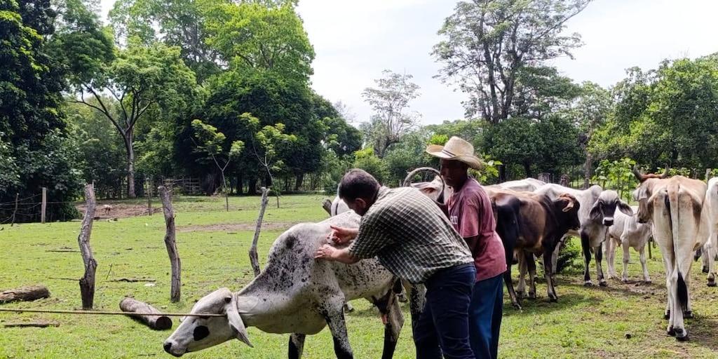 InfobaeCam's tweet photo. Agricultura de Guatemala inspeccionó 247,741 animales y revisó 10,169 transportes en 2026 para contener el gusano barrenador https://t.co/lo2MihG5mM https://t.co/I1FTeXXXi5