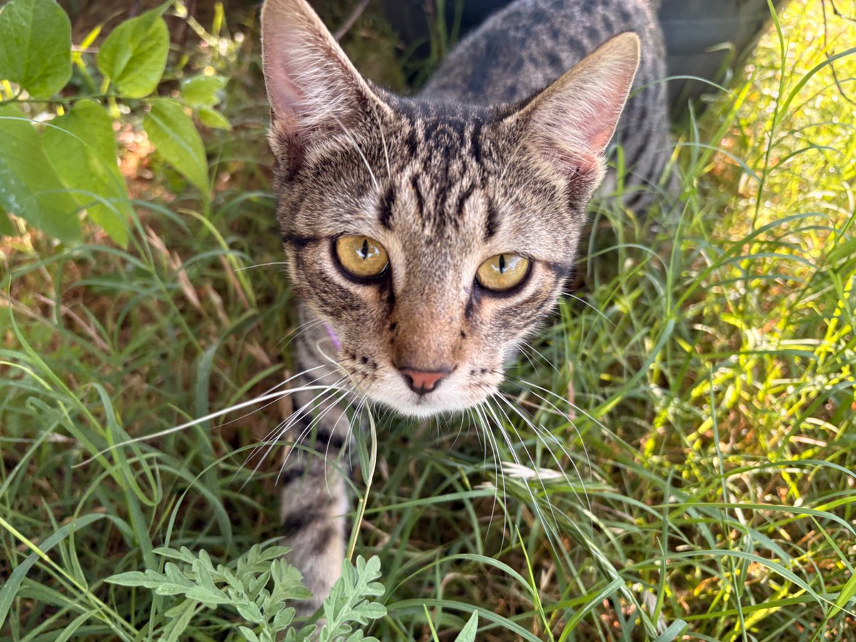 Bee__Liver's tweet photo. @motimoti_seizin My gorgeous son that was left on my door stop by the cat distribution gods  (aka an actual frikin hawk air dropped him Fortnite style and he survived somehow) https://t.co/PTfnlO0klV