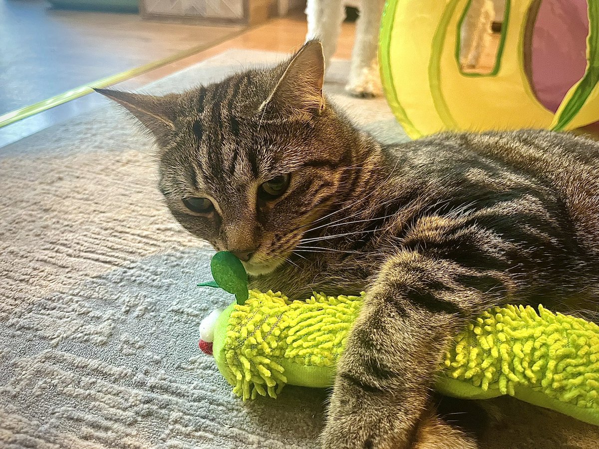 Malcolm_theCat's tweet photo. Excuse me! It’s Percy here. Our lovely X friend @AlysonMeadowcr1 sent us some amazing Caterpillars for our birthday! We are so lucky and wanted to say a HUGE thank you to Alyson. I really love my Caterpillar. It’s very cuddly! 🐛 💚 https://t.co/d5UwvBsM3k