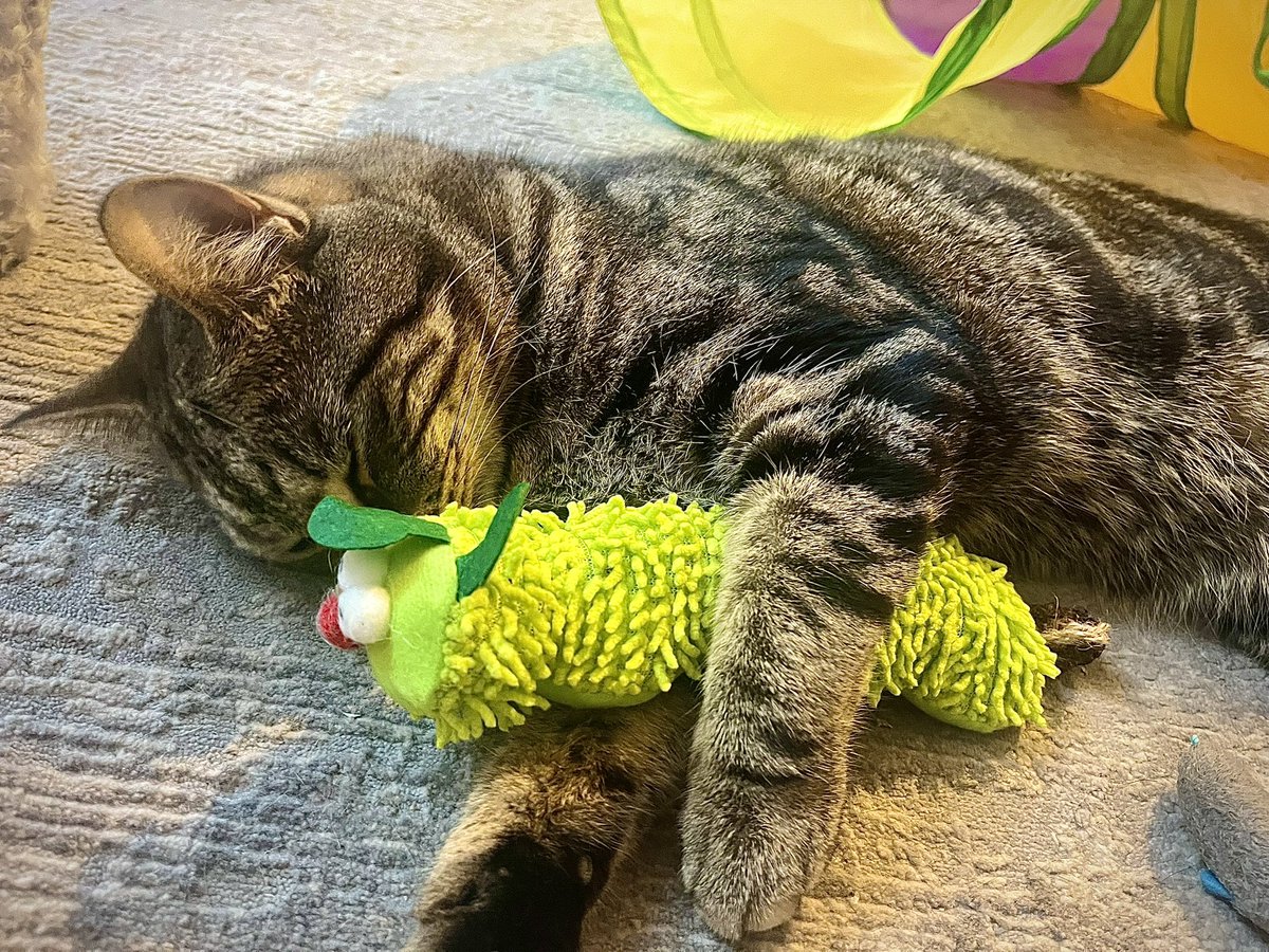 Malcolm_theCat's tweet photo. Excuse me! It’s Percy here. Our lovely X friend @AlysonMeadowcr1 sent us some amazing Caterpillars for our birthday! We are so lucky and wanted to say a HUGE thank you to Alyson. I really love my Caterpillar. It’s very cuddly! 🐛 💚 https://t.co/d5UwvBsM3k