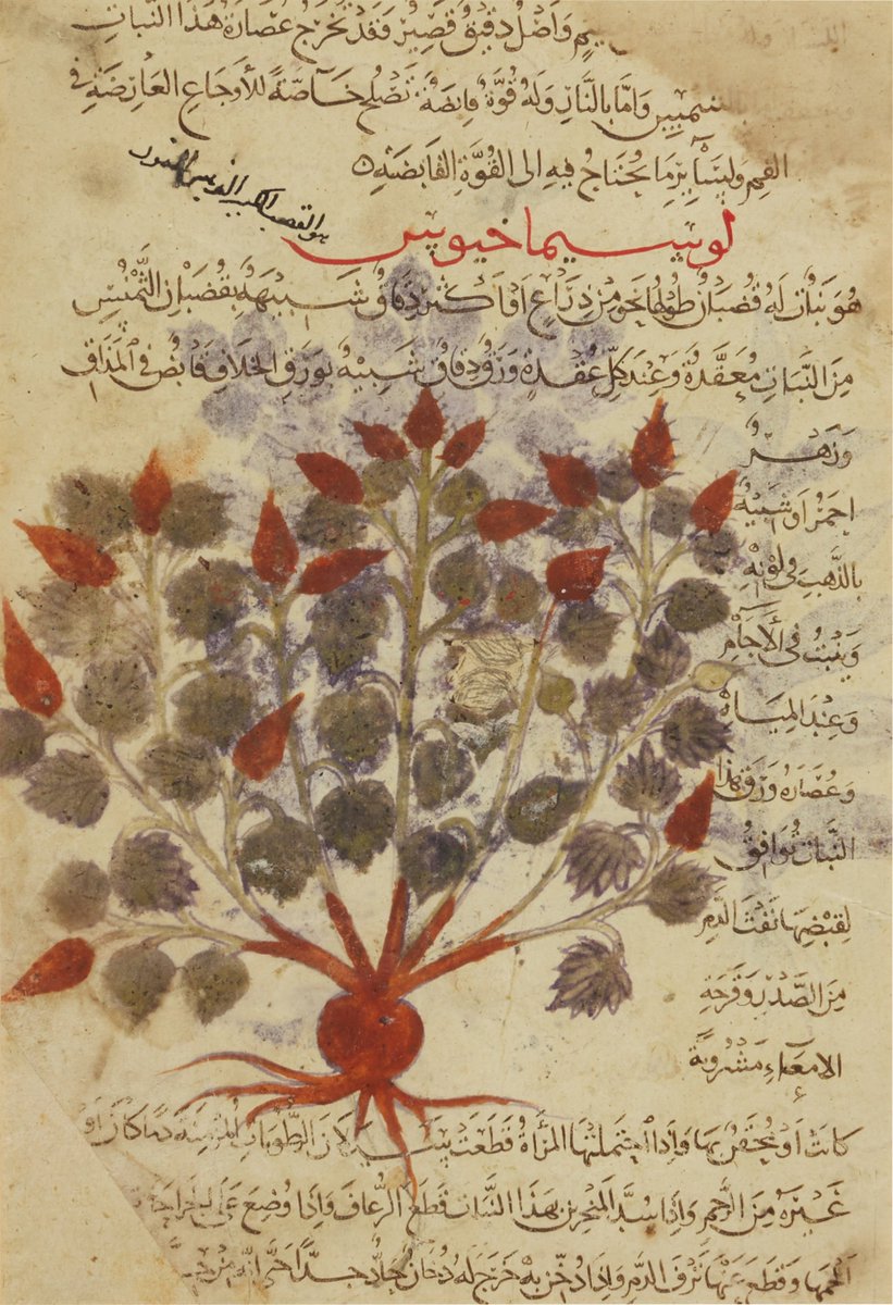 IRQMso's tweet photo. مخطوطة «خواصّ الأشجار» العراقية، وهي الترجمة العربية لكتاب «في المواد الطبّية - De Materia Medica»، للطبيب اليوناني ديُسقُوريدِس فيدانيُوس. https://t.co/KcVtCL4a4z