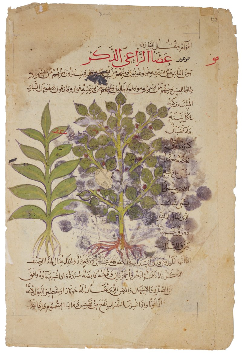 IRQMso's tweet photo. مخطوطة «خواصّ الأشجار» العراقية، وهي الترجمة العربية لكتاب «في المواد الطبّية - De Materia Medica»، للطبيب اليوناني ديُسقُوريدِس فيدانيُوس. https://t.co/KcVtCL4a4z