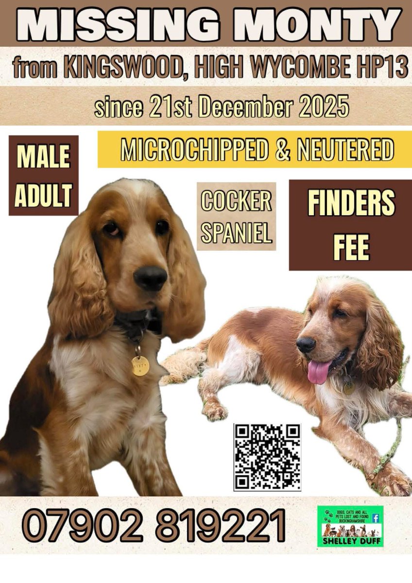 rosieDoc2's tweet photo. #SpanielHour 

MONTY IS STILL MISSING -STOLEN while on a walk. Everything was done to find him quickly. SNIFFER DOGS and locals rallied to help - NOTHING 
Dogs can’t just vanish! If something had happened he’d of been found by now 
#STOLENDOG 🆘 #Kingswood #HighWycombe #HP13 https://t.co/ZVl0ZzilaU