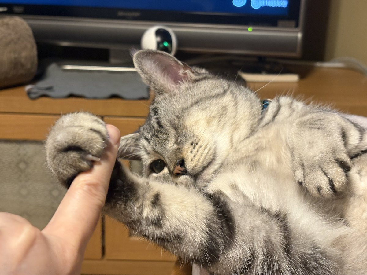 moominbood's tweet photo. ガブー！！ https://t.co/aEAEEuT8Pi