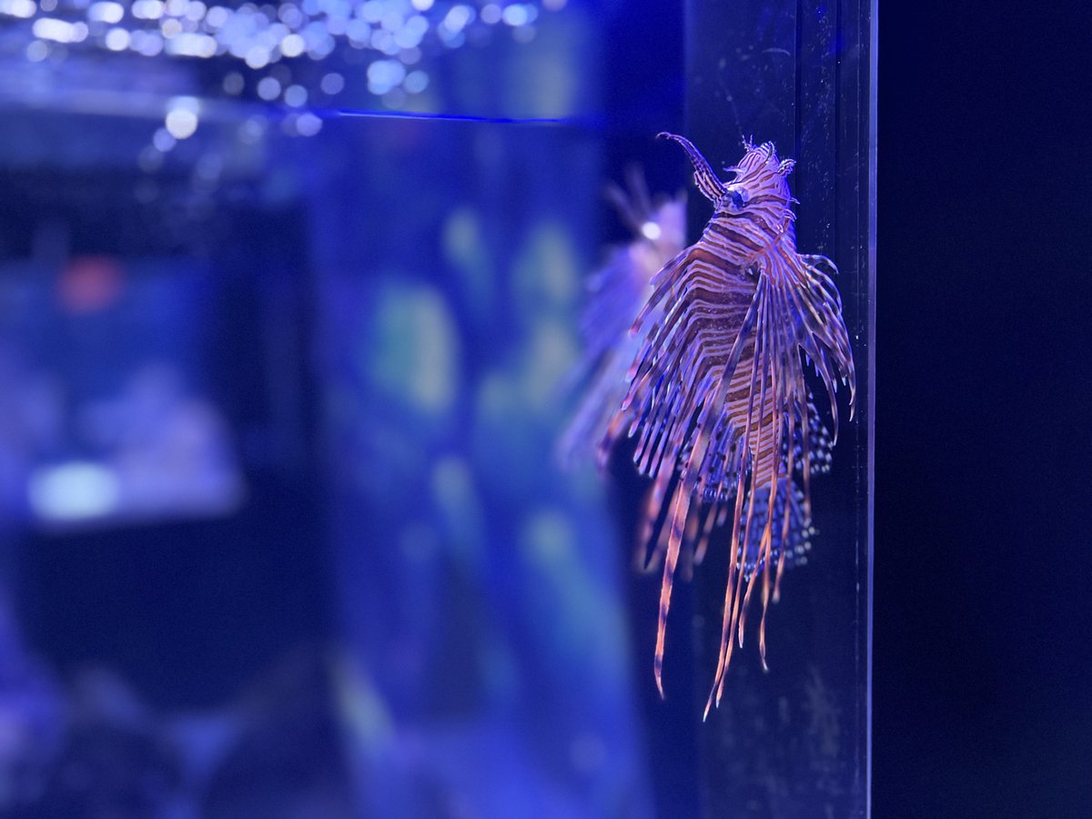 26_0917's tweet photo. 2026になってやっと行けた。
やっぱり水族館はいいなぁ。 https://t.co/HSnj01PXFV