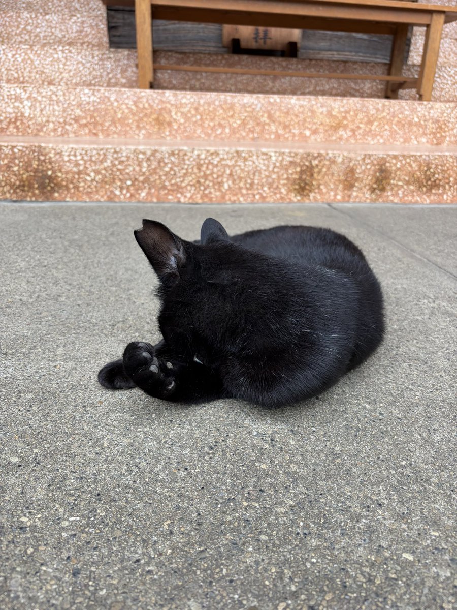 kuma_975's tweet photo. 昨日の七夕詣、参拝しようとしたら黒猫が出てきてビックリ🎋💫
近付いても逃げないし、肉球も触らせてくれました🐈‍⬛✨

神の化身か！？可愛い！！ツイてる！！ https://t.co/ko8xzH0JnM