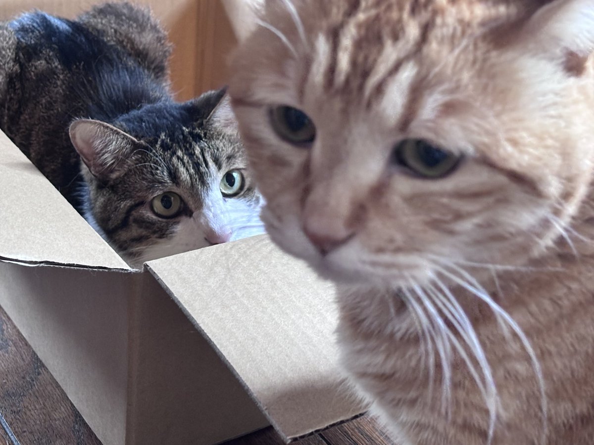shido__tr's tweet photo. @motimoti_seizin ダンボール取った猫と取られた猫！ https://t.co/bCncn0UUdZ