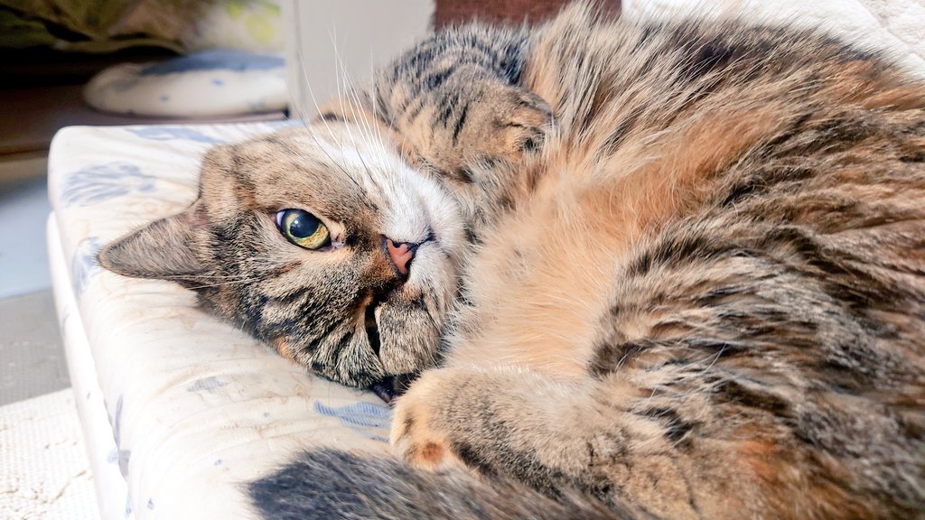 nekobitainote's tweet photo. 保育園への謝罪対応に忙しくしております（やらかした）。たぶん今週ねこちゃんむりです。 https://t.co/4uJsZXzeE8