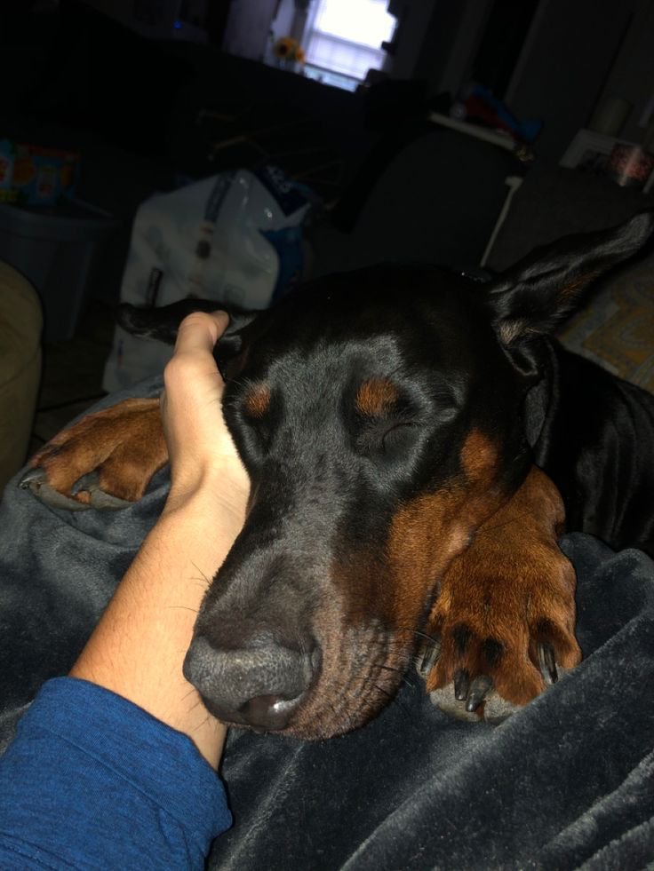HarisonLin87160's tweet photo. #DogMom #DogMomLife #DogLover #FurBaby #PawParent #PawsOfX #DogsOfX #PetLife
a K9 will stand by you without asking what you own, where you're from, or what you can offer.
earn their trust, and you'll have a friend for life.
follow up for more
https://t.co/ZJ1CuRa9N8 https://t.co/WmleiHjHod
