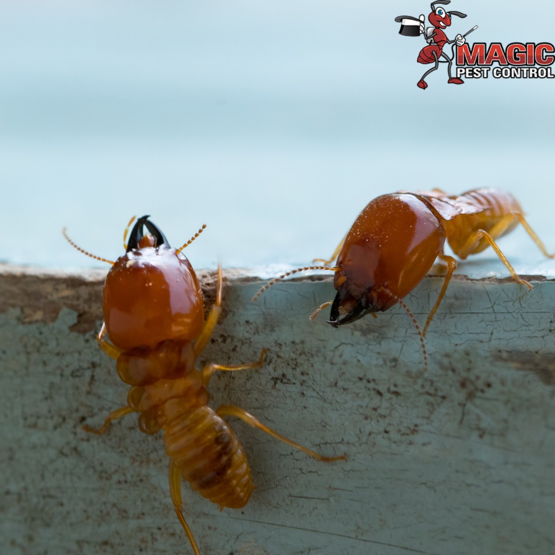 MagicPestCntrl's tweet photo. Understanding How Subterranean Termites Eat Wood

https://t.co/9wdQiH4cBP https://t.co/ueKLH7sEVl