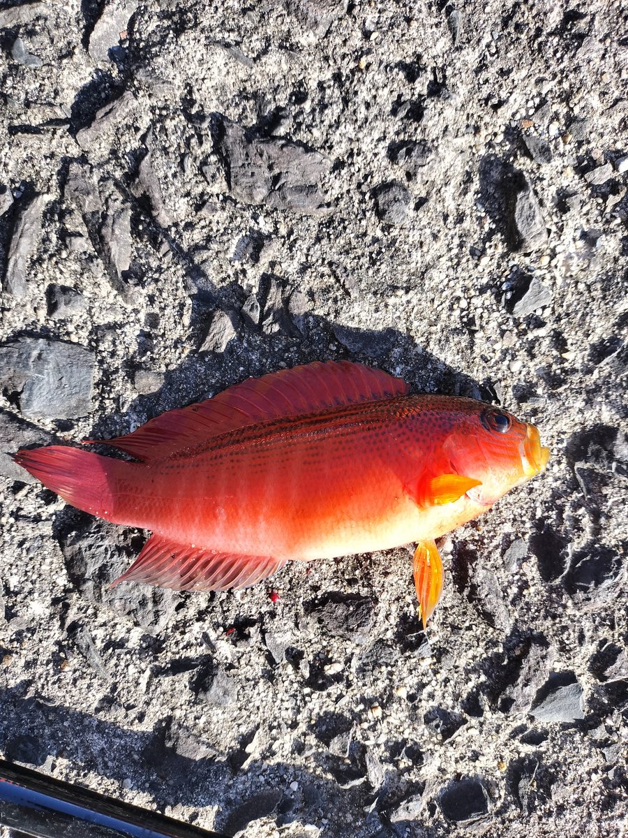 bun16233's tweet photo. ご飯釣りに来たけど、検索できないし知らない魚ばっかりで、結局逃がして何も残らなかった… https://t.co/YsL14m4OCu
