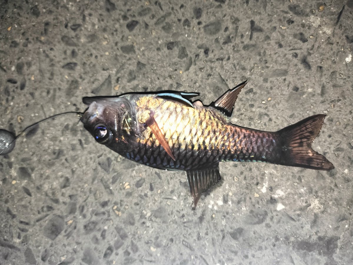 bun16233's tweet photo. ご飯釣りに来たけど、検索できないし知らない魚ばっかりで、結局逃がして何も残らなかった… https://t.co/YsL14m4OCu
